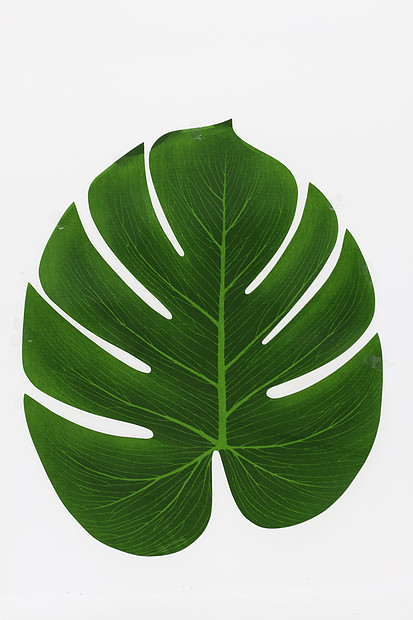 樹葉形狀裝飾餐布圖片素材_免費(fèi)下載_jpg圖片格式_VRF高清圖片500715866_攝圖網(wǎng)