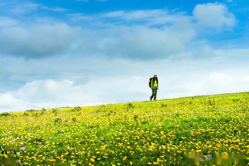新疆自駕游好去處 神仙極地喀拉峻大草原,如詩畫般的天山風光
